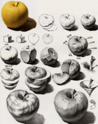 素描静物苹果绘画步骤练习教程【入门教程】